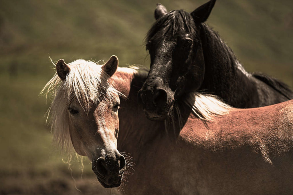 pferdesprache verstehen - persoenlichkeitsentwicklung mit Pferden