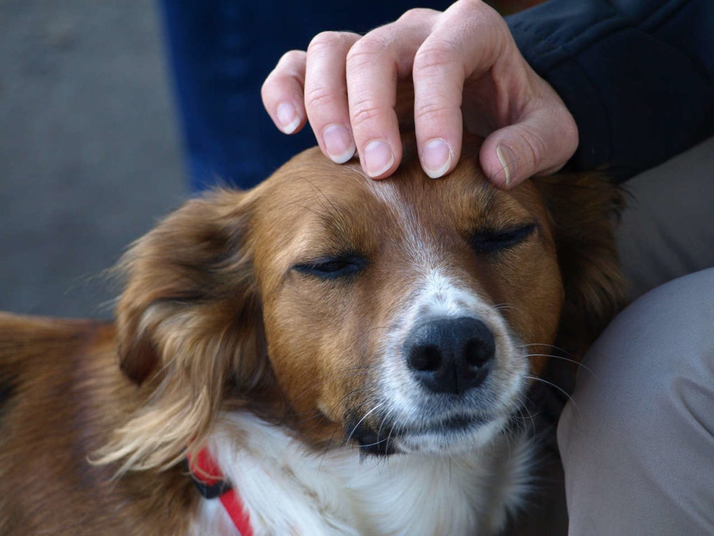 Hund am Arbeitsplatz streicheln