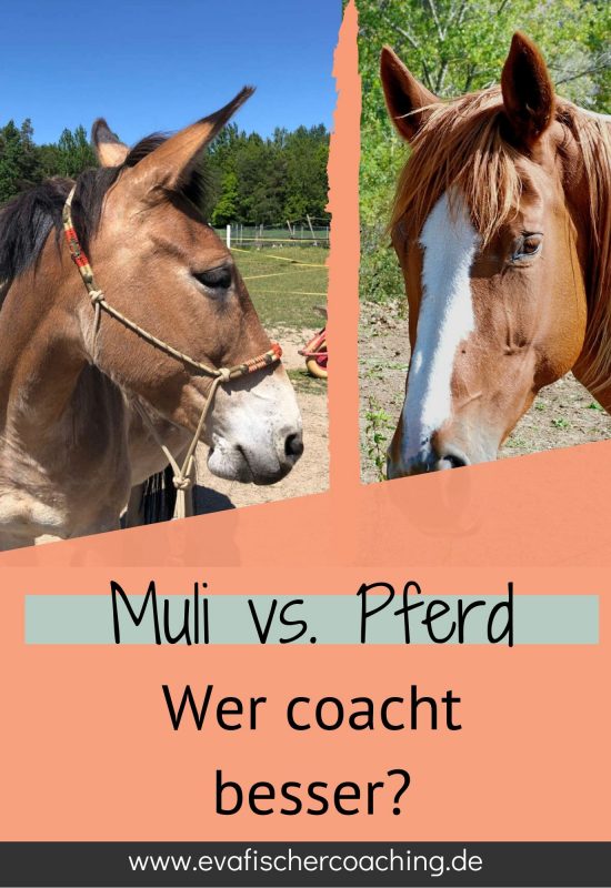 Muli vs. Pferd - wer coacht besser